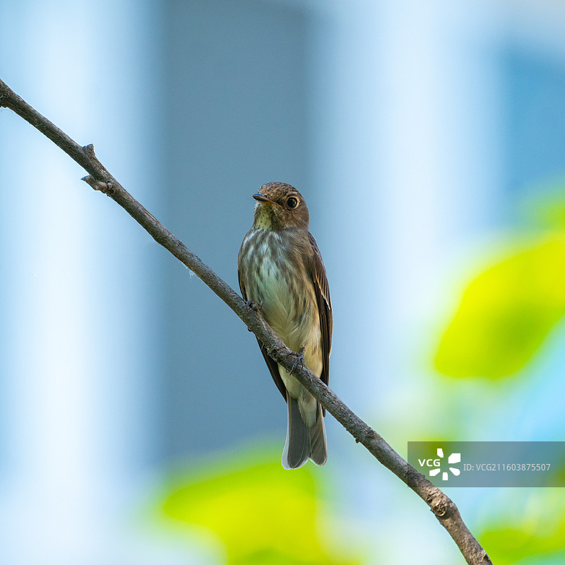 《乌鶲》图片素材