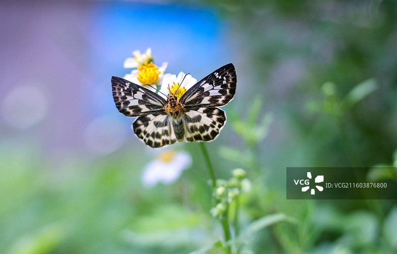 白弄蝶图片素材