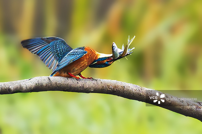 高光时刻 翠鸟 捕鱼 枝头图片素材