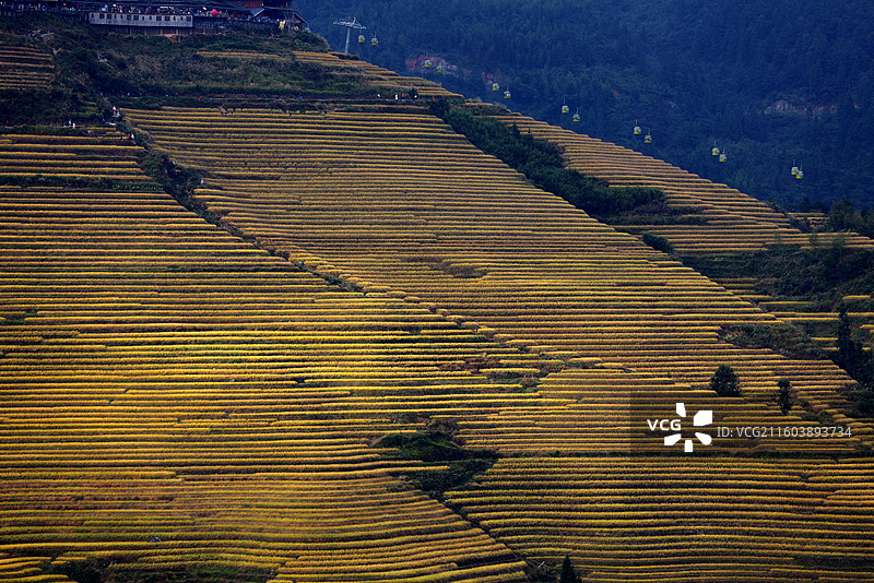 秋天龙胜县千层梯田的线条和光影图片素材