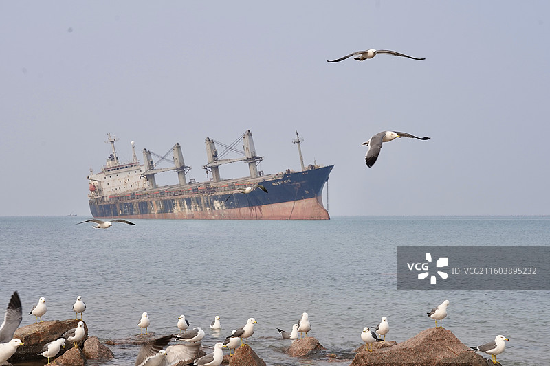 威海布鲁维斯号搁浅货轮图片素材