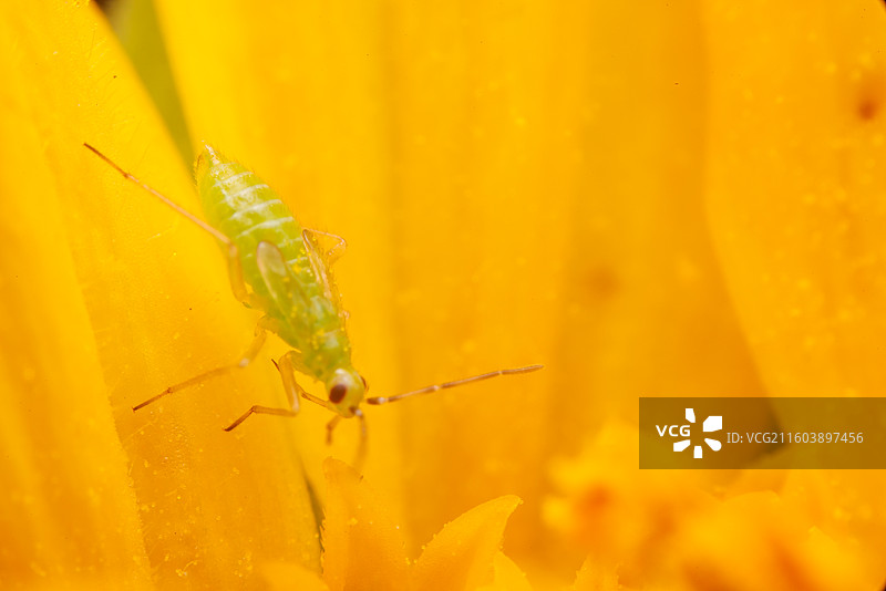 花蕊中的虫子图片素材