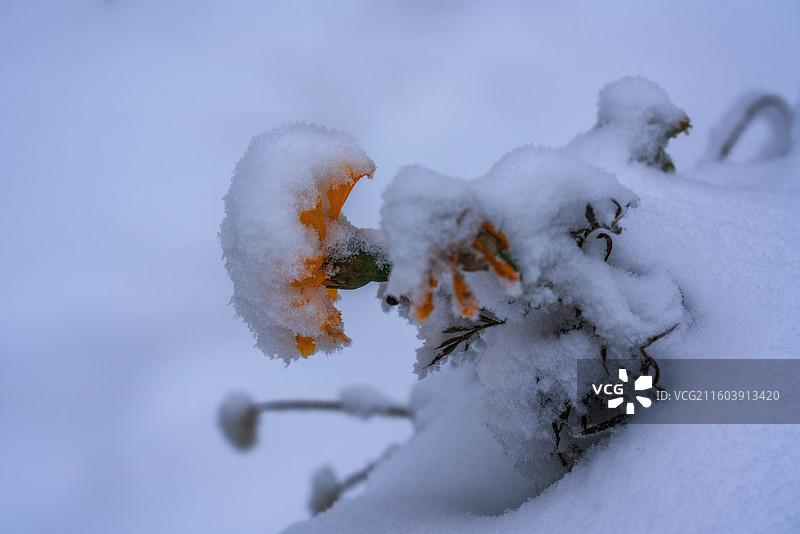 雪中菊花图片素材