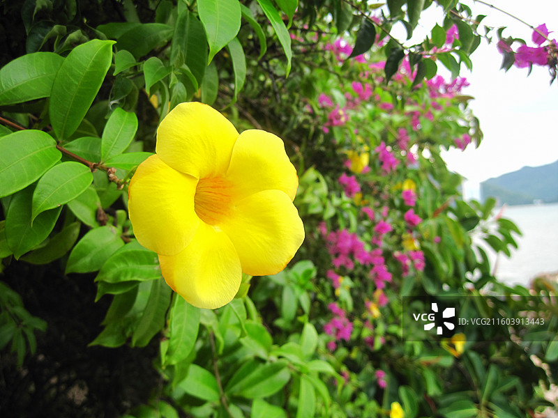 越南芽庄钟屿石岬角海边盛开的黄蝉花图片素材