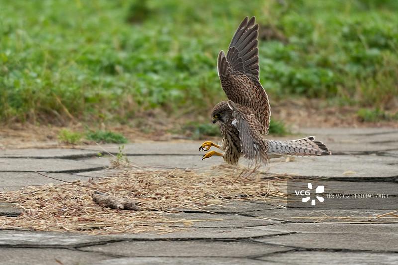 红隼高清鸟类摄影抓拍图片素材