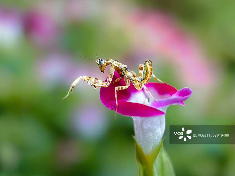 半臂清姿，一花一世界图片素材
