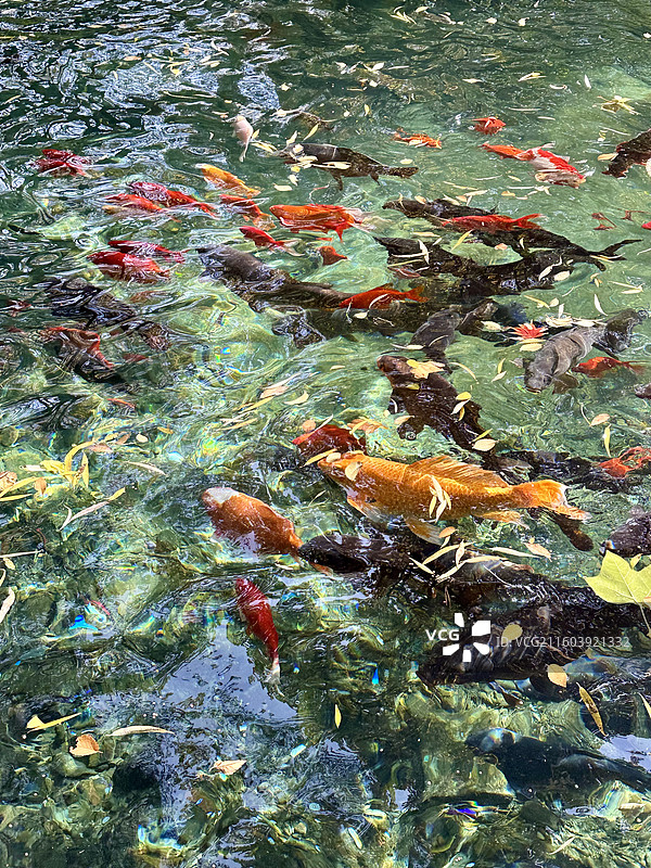 济南趵突泉公园濯缨池清澈泉水锦鲤鱼悠游图片素材