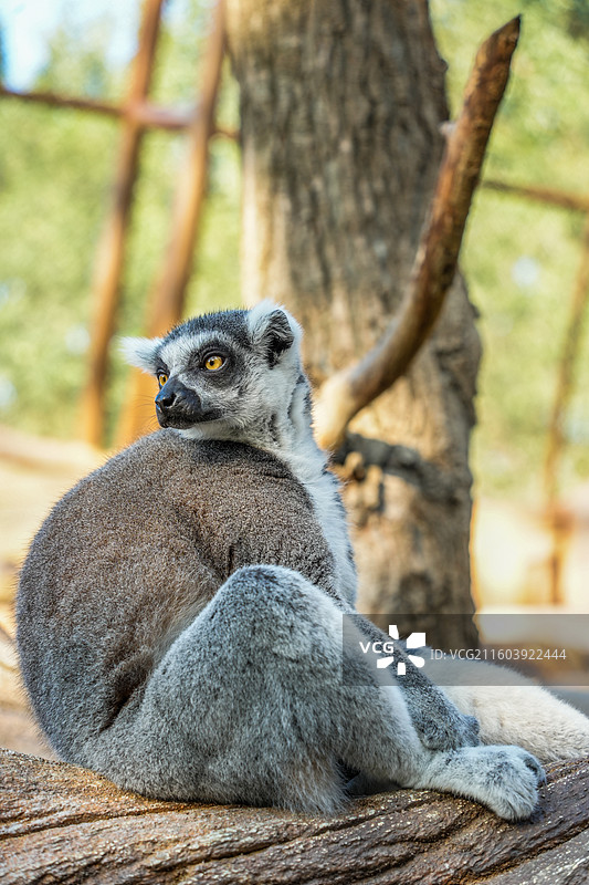 朱利安国王-狐猴图片素材