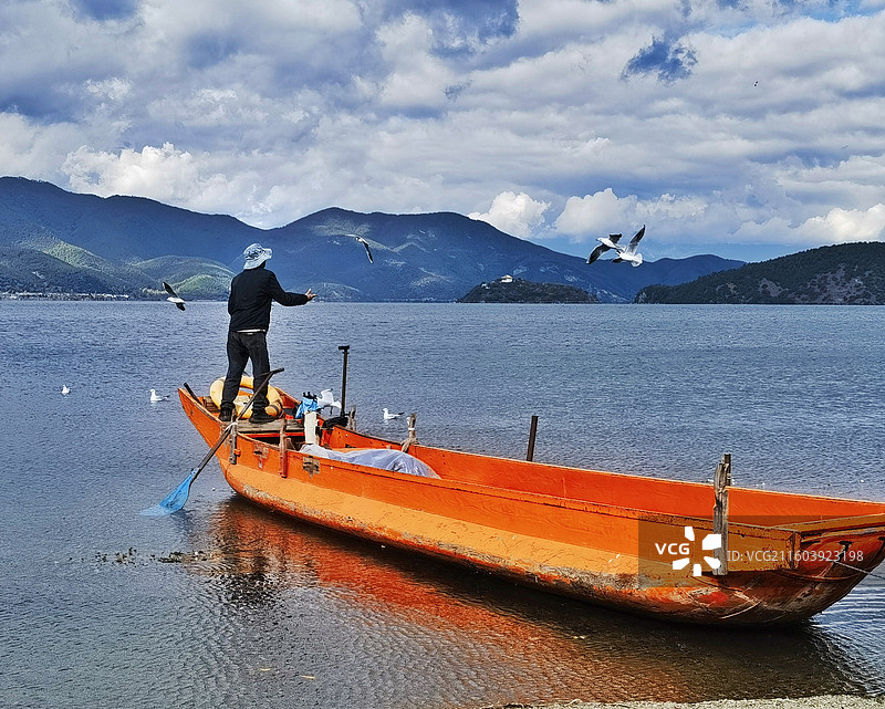沪沽湖的鸥影图片素材