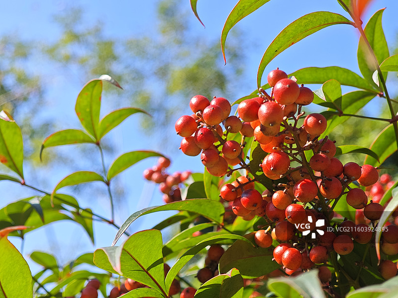 南天竹果子图片素材