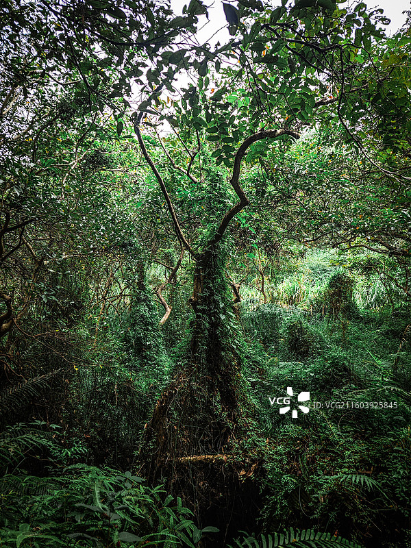 六片山图片素材