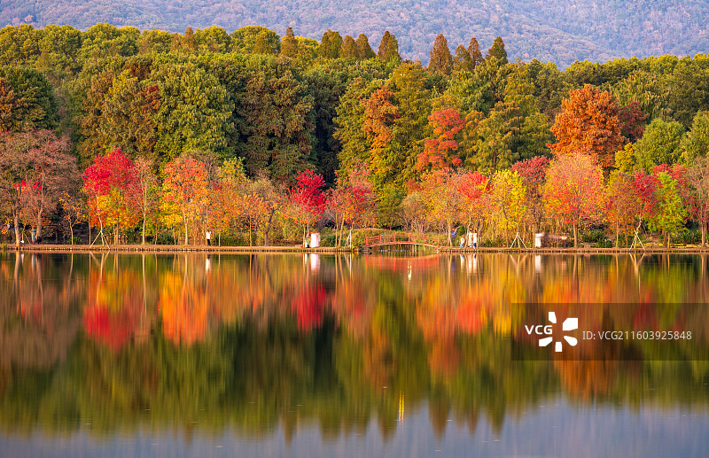南京前湖月牙堤乌桕彩林秋日景色风光图片素材