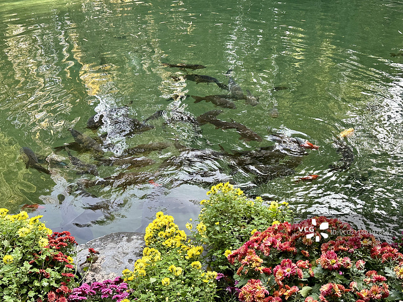 济南趵突泉公园濯缨池清澈泉水锦鲤鱼悠游图片素材