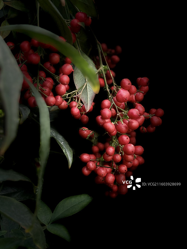 南天竹图片素材