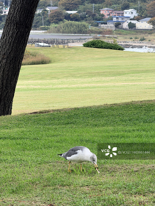 日本青森八户种差海岸公园绿色草地海鸥吃图片素材