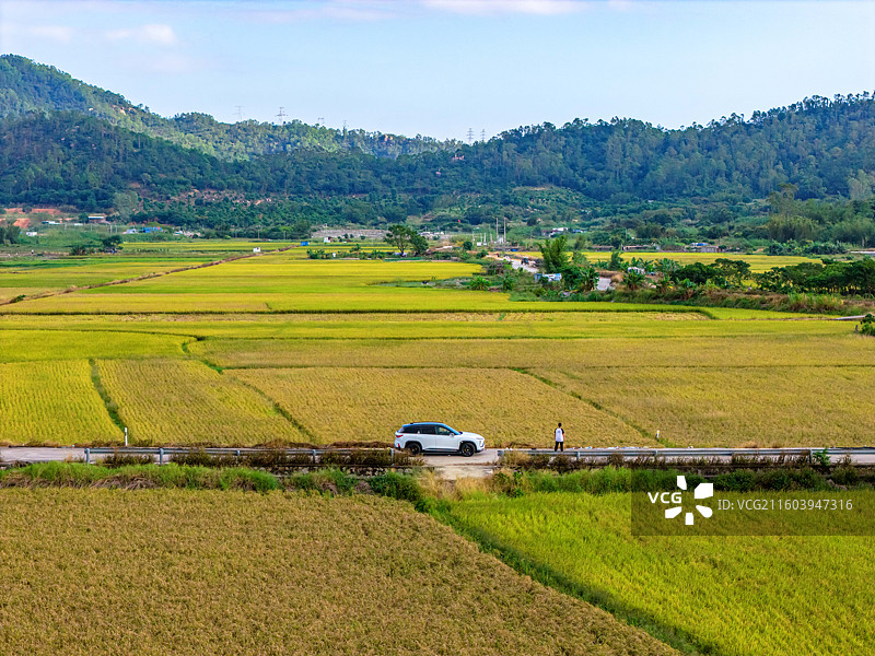 斗门金色水稻图片素材
