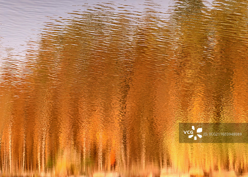 威海羊亭湿地公园椴木林倒影图片素材