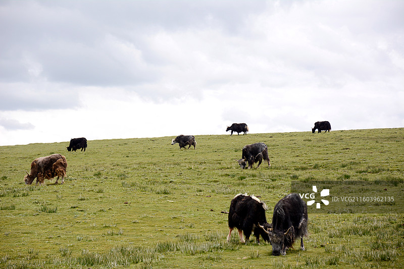 西藏那曲索县沿途高原牧场牦牛河流绿皮火车图片素材