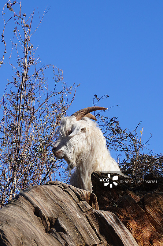 北京郊区山中岩石上探出头的山羊图片素材