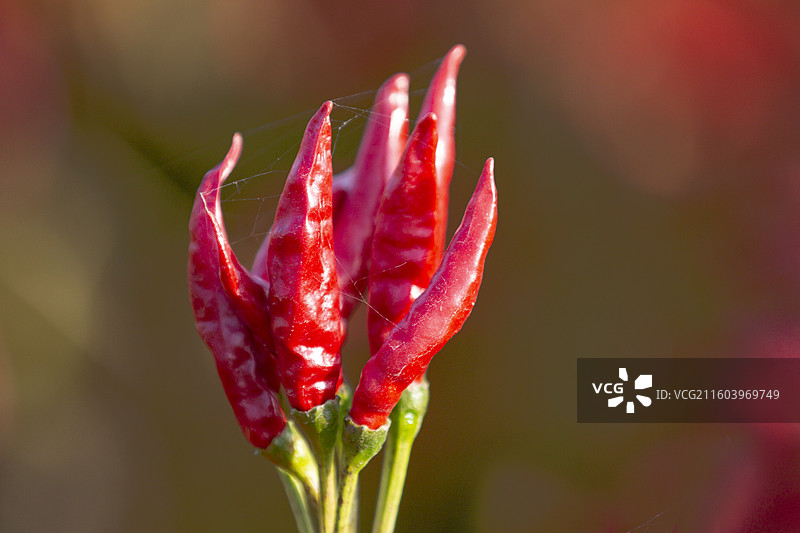 河北青县辣椒种植基地图片素材