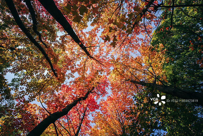 秋天景色，红色枫叶，黄色马褂木叶图片素材