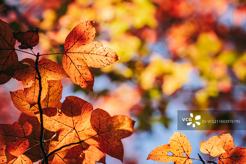 秋天景色，红色枫叶，黄色马褂木叶图片素材