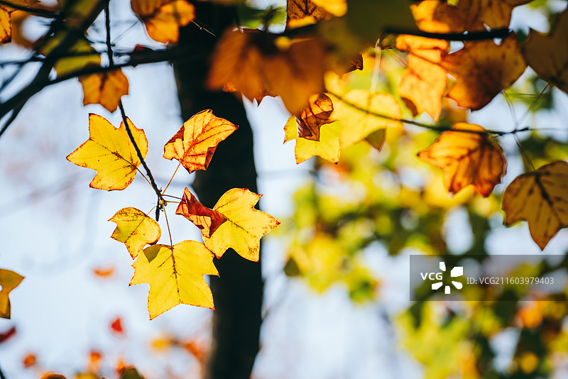 秋天景色，红色枫叶，黄色马褂木叶图片素材