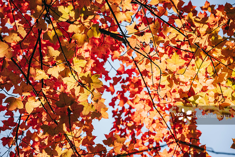 秋天景色，红色枫叶，黄色马褂木叶图片素材