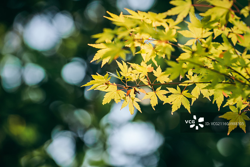 秋天景色，红色枫叶，黄色马褂木叶图片素材
