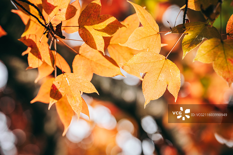 秋天景色，红色枫叶，黄色马褂木叶图片素材