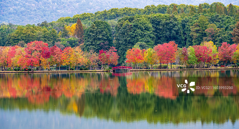 南京前湖月牙堤乌桕彩林秋日景色风光图片素材