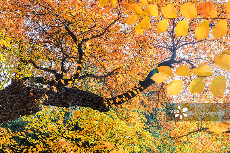 秋天的古建筑图片素材