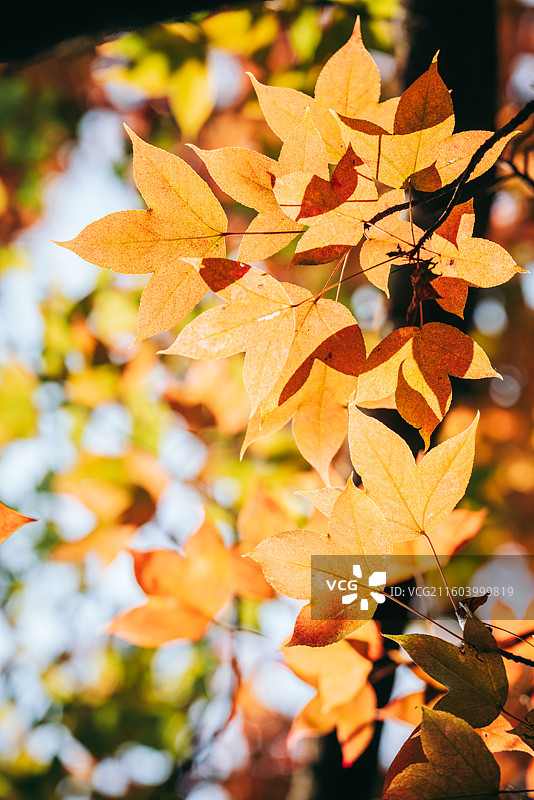 秋天景色，红色枫叶，黄色马褂木叶图片素材