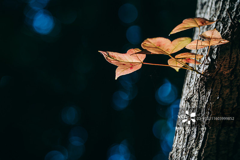 秋天景色，红色枫叶，黄色马褂木叶图片素材