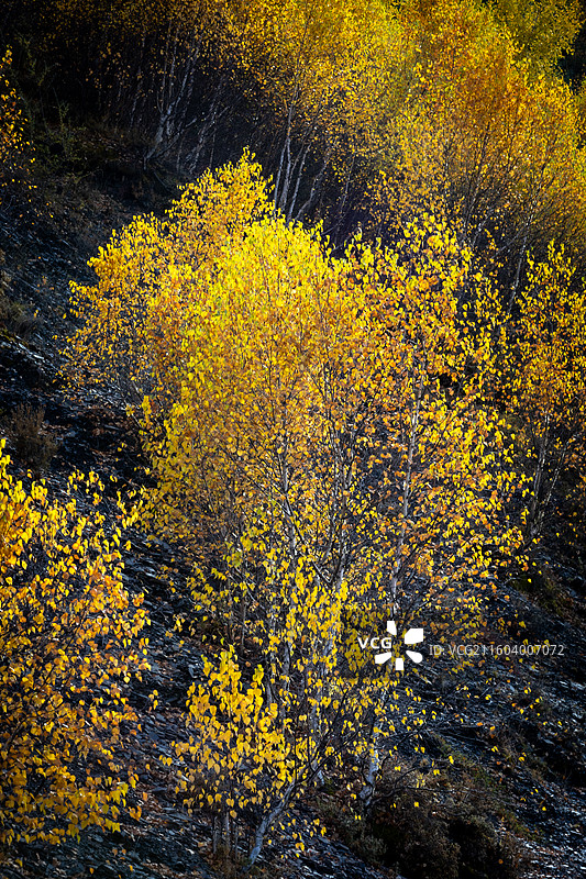 四川省甘孜州康定市甲根坝镇彩林河流航拍图片素材