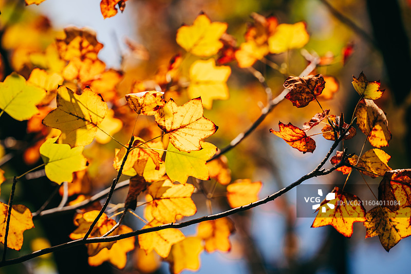 秋天景色，红色枫叶，黄色马褂木叶图片素材