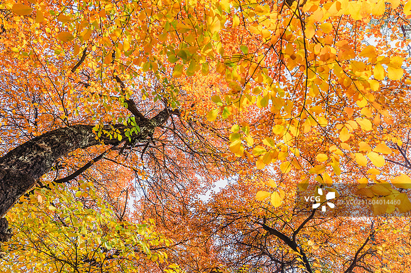 秋天的古建筑图片素材