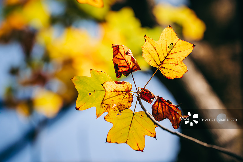 秋天景色，红色枫叶，黄色马褂木叶图片素材