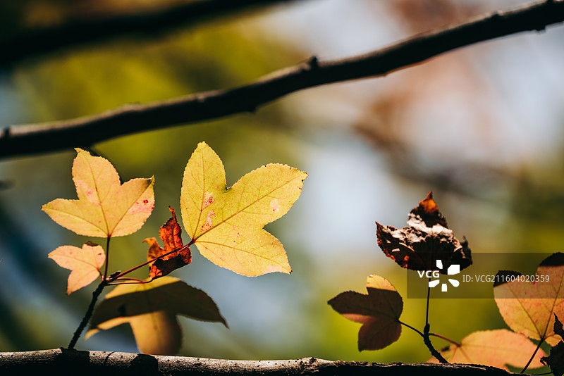 秋天景色，红色枫叶，黄色马褂木叶图片素材