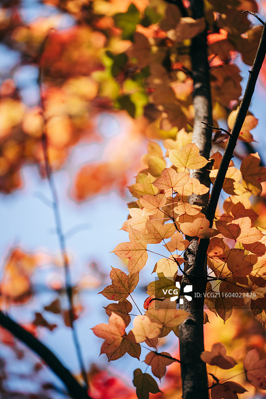 秋天景色，红色枫叶，黄色马褂木叶图片素材