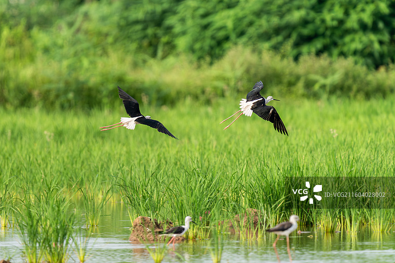 黑翅长脚鹬鸟在湿地中栖息觅食图片素材