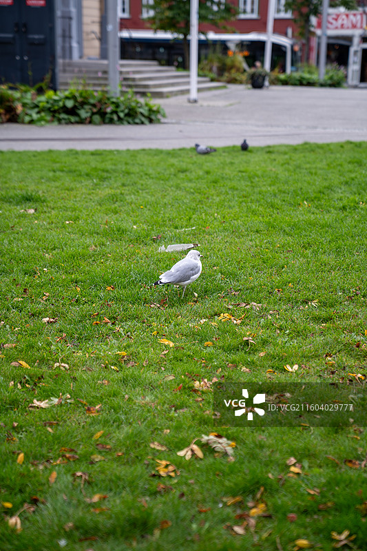 特罗姆瑟市内海鸥图片素材