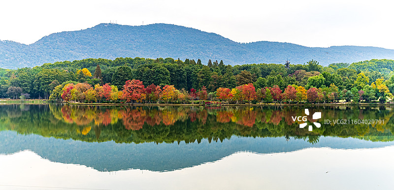 南京前湖月牙堤乌桕彩林图片素材