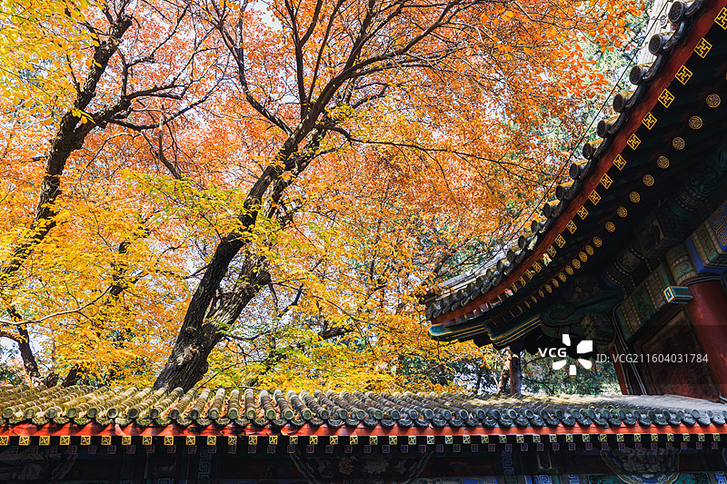 秋天的古建筑图片素材