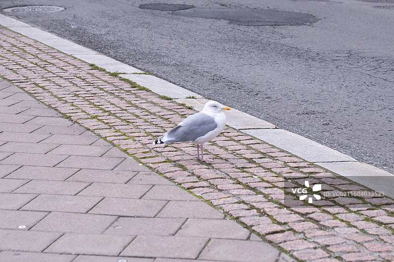 特罗姆瑟市内海鸥图片素材