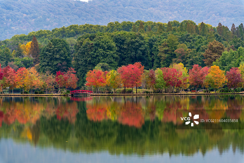 南京前湖月牙堤乌桕彩林图片素材