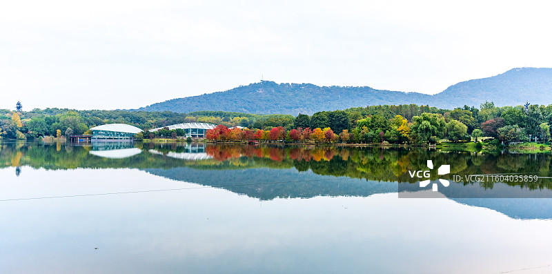 南京前湖月牙堤乌桕彩林图片素材