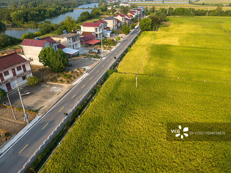 安徽省池州市东至县金色稻田收割机航拍图片素材