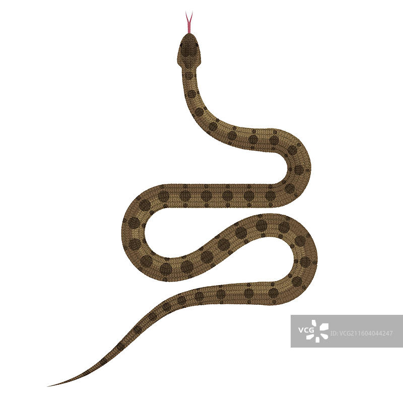 团花锦蛇图片素材