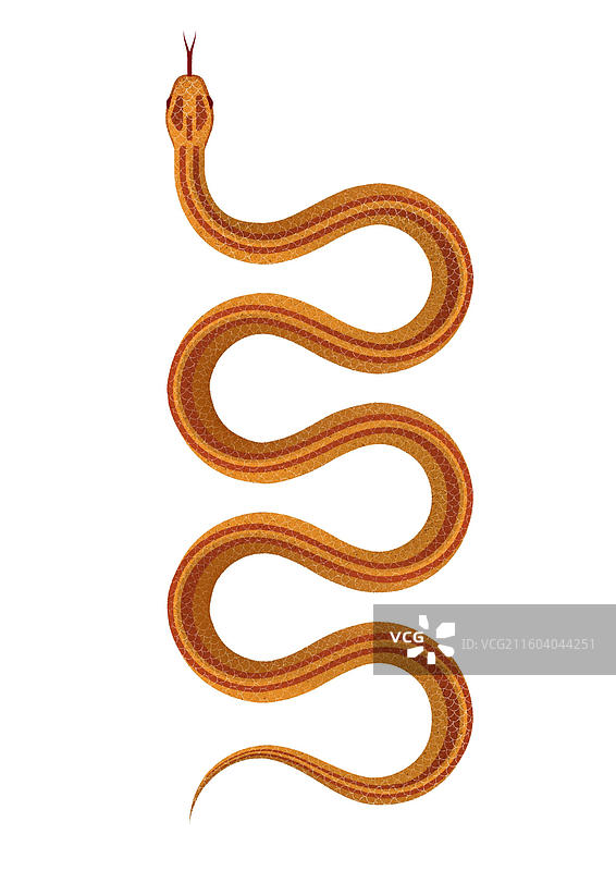 玉米锦蛇图片素材